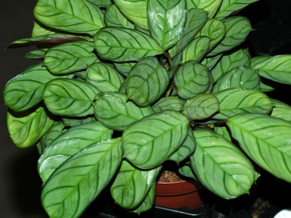 04 15 DSC_1576 Oktober 2006, Calathea amagris