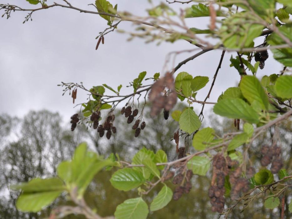 04 2025 DSC_0095 maj 2009, Gavnø, Alnus cordata