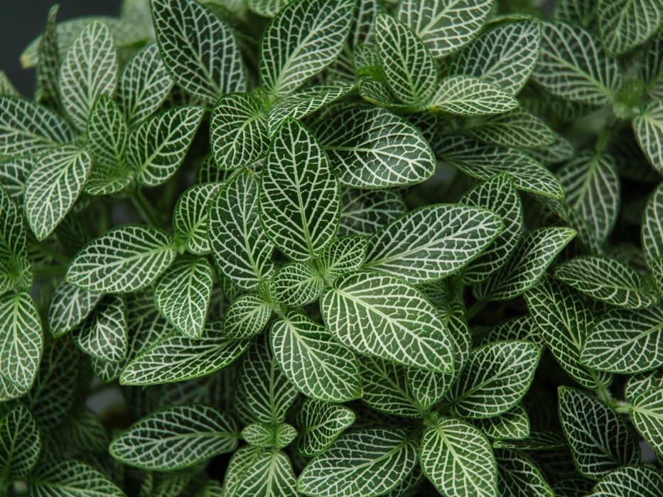 04 Acanthaceae, DSC_0787 juli 1006, KVL, stueplanter, potteplanter, Fittonia verschaffeltii