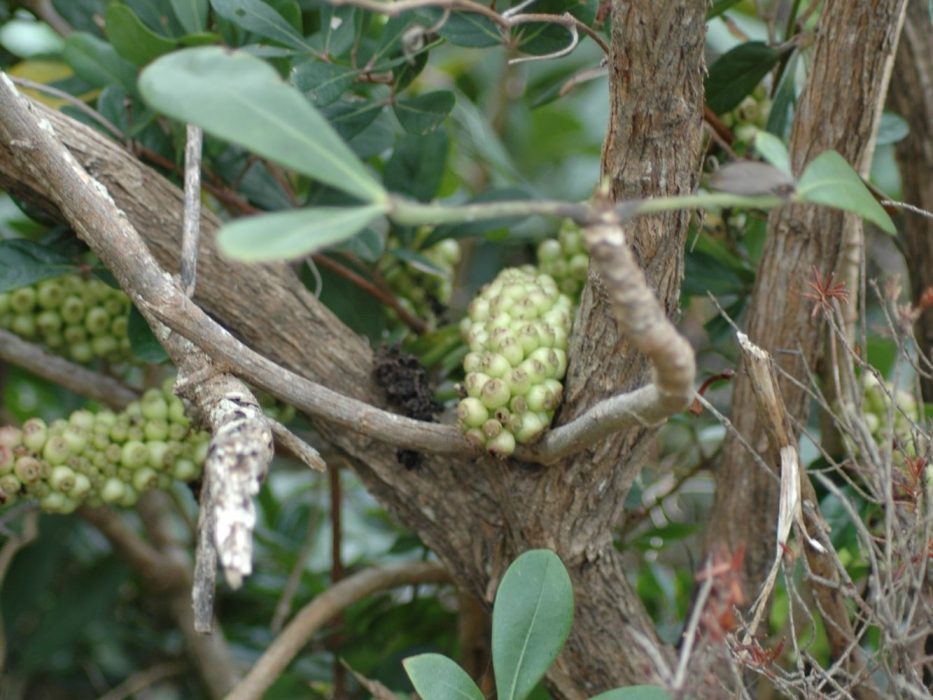 04 Araliaceae, DSC_0096 Cussonia arenicola, september 2005, Sydafrika