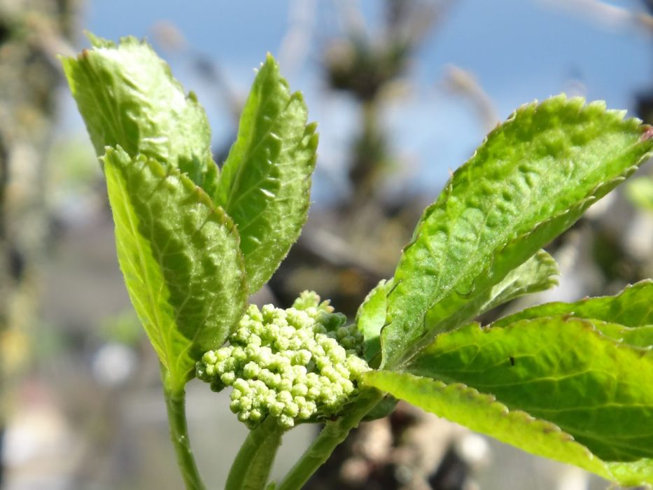 04 DSC00544 Farum grusgrav, april 2016, hyld