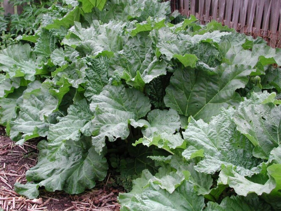 04 DSCN1844 Juni 2003, rabarber