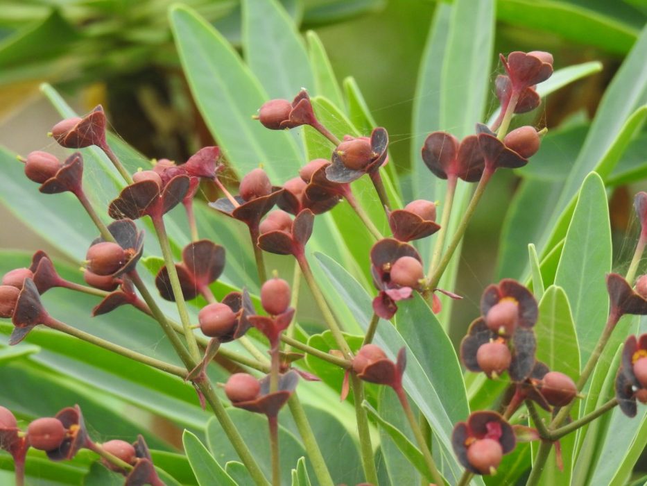 04 DSCN2440 november 2018, Tenerife, Euphorbia atropurpurea