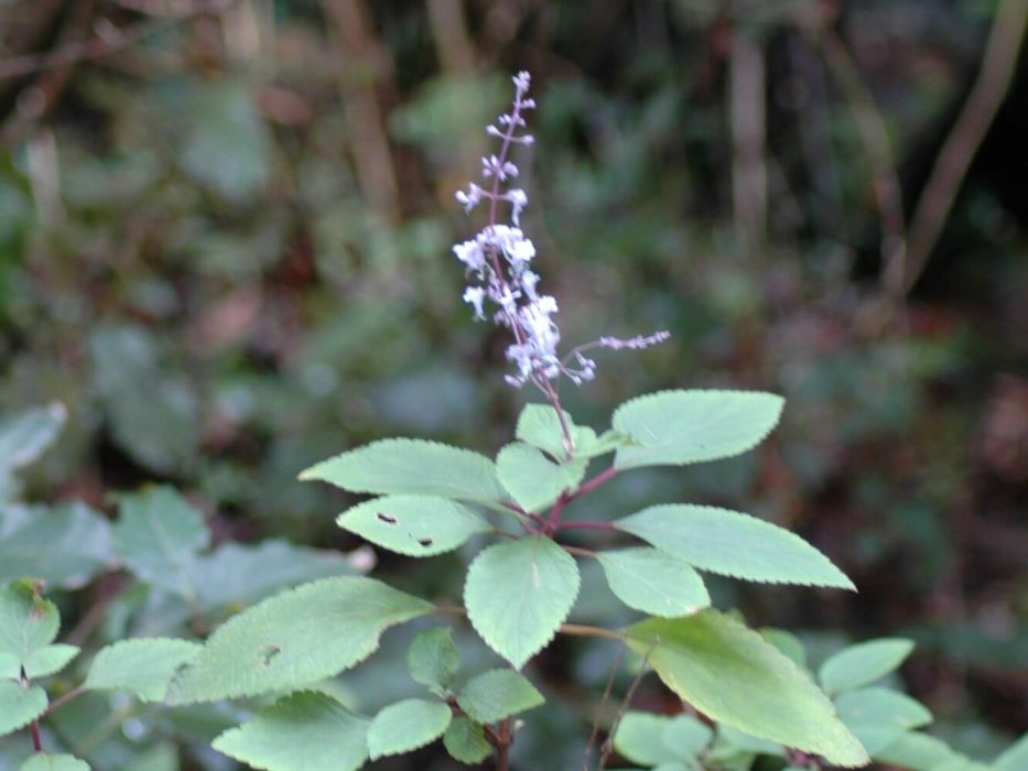 04 DSC_0055 Plectranthus i blomst, september 2005, Sydafrika