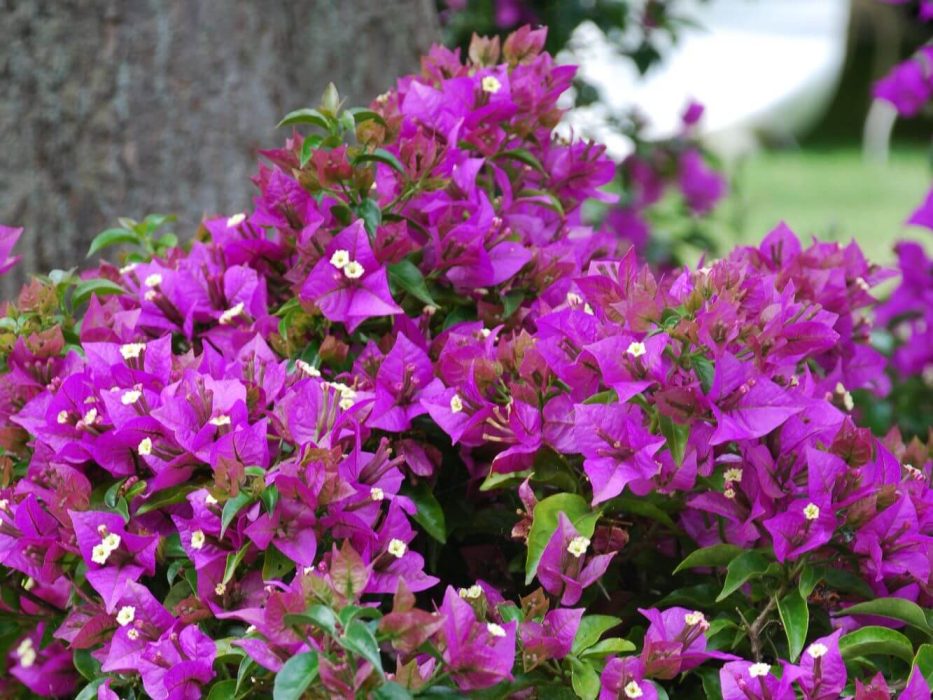 04 DSC_0365 august 2007, Garden Living, Bougainvillea