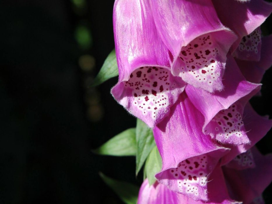 04 DSC_0551 juli 2006 fingerbøl, digitalis