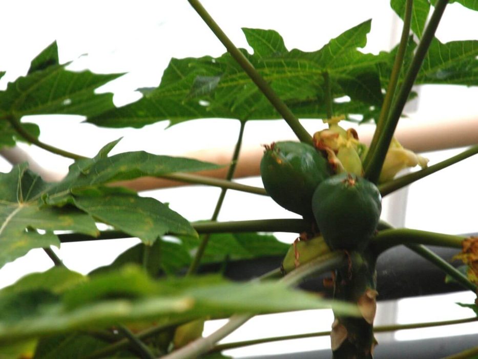 04 DSC_0653 december 2007, papaya