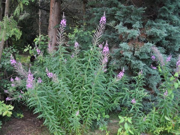 04 DSC_1456 juli 2010, marts 2021, gederams måske