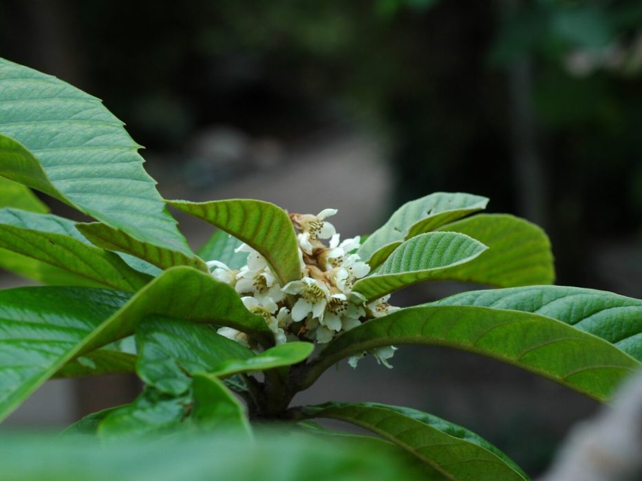 04 DSC_1457 oktober 2006, Botanisk Have, Eryobotrya japonica