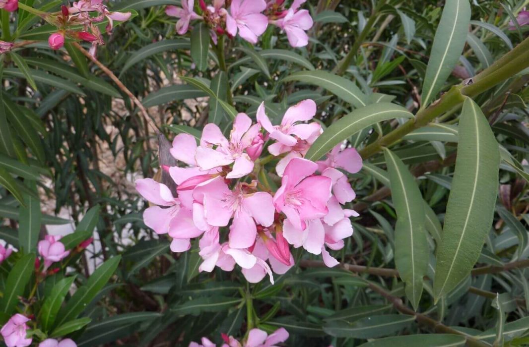 04 P1010225 april 2010, Nerium