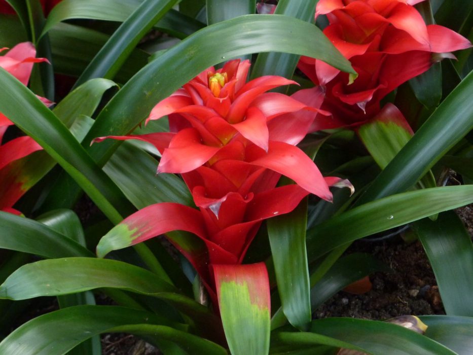 04 P1070484 Puerto Rico, juvelblomst, Guzmania lingulata