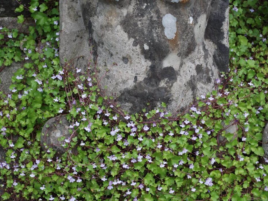 04 juni 2007, ærenpris, Veronica