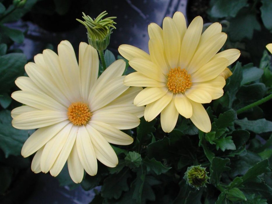 05 Asteraceae, DSCN3043 april 2004 KVL Osteospermum Juliet