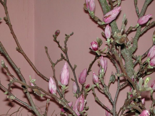 05 DSCN1737 Februar 2003, Magnolia, Amagermuseet