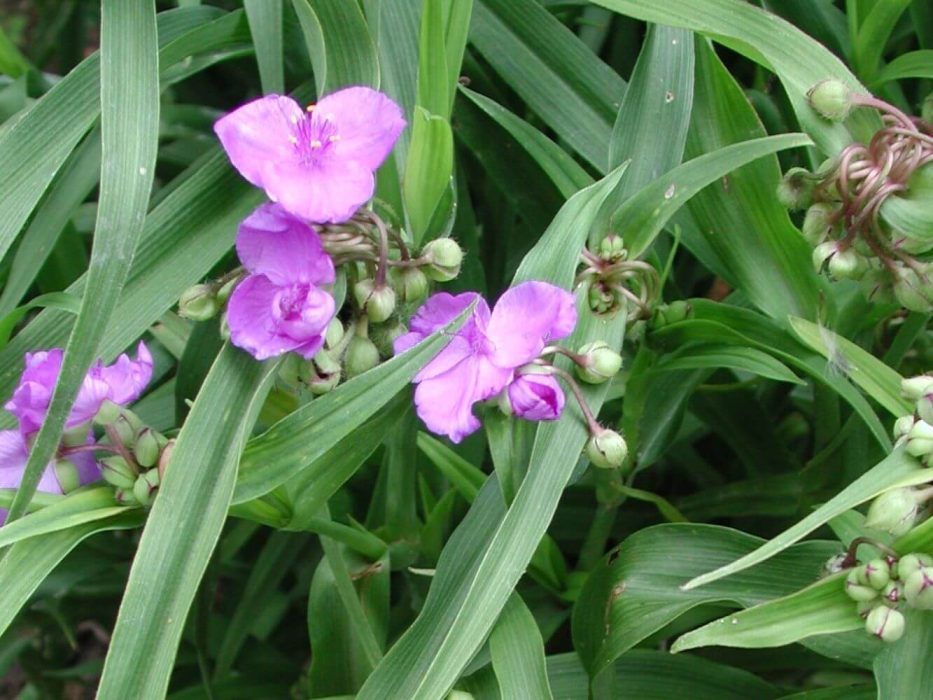 05 DSCN4628 Tradescantia andersoniana, trekantblomst