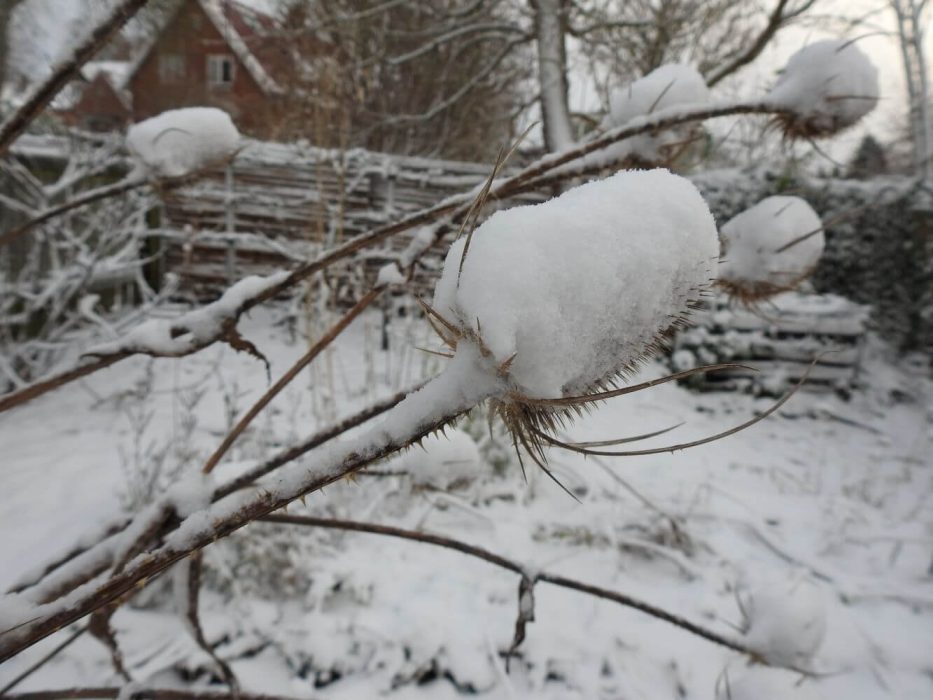 05 DSCN5094 december 2021, sne, kartebolle