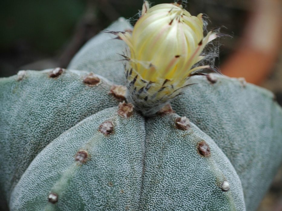 05 DSC_1470 oktober 2006, Botanisk Have, Astsrophytum myriostigma