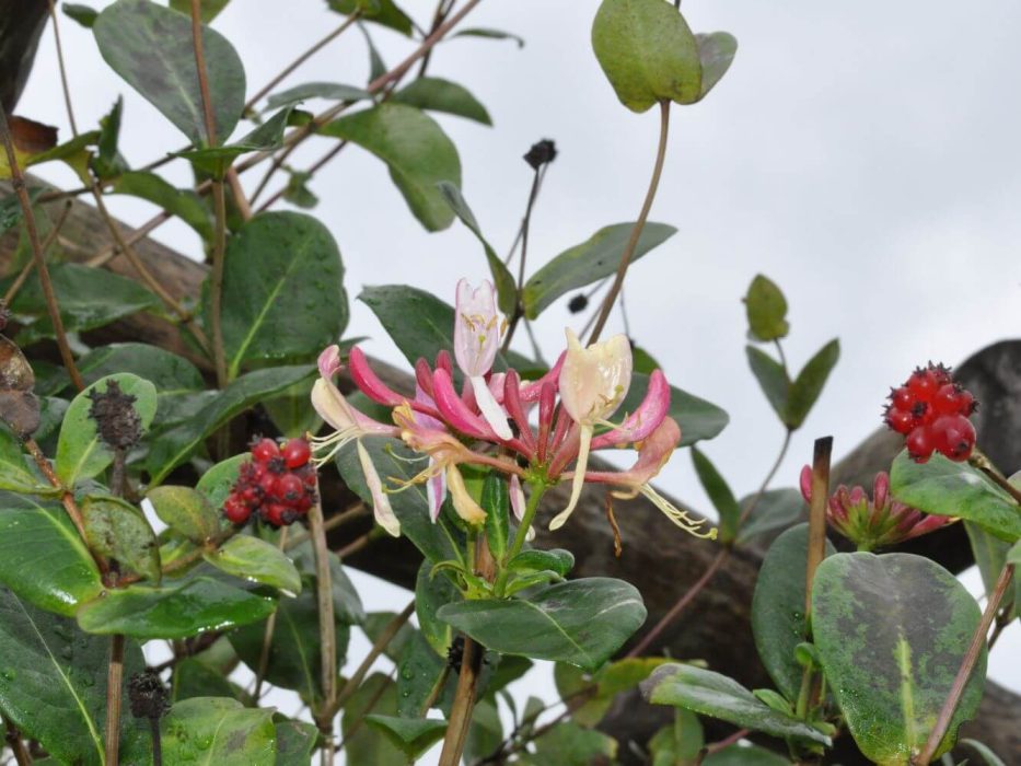 05 DSC_8384 september 2018, Medicinhaverne, Tranekær, dufthaven, gedeblad, Lonicera periclymenum