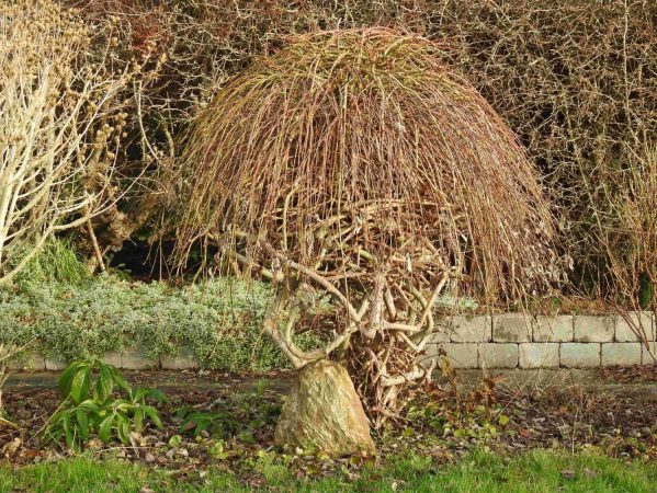 05 Hængende grene DSCN6134 lav opløsning