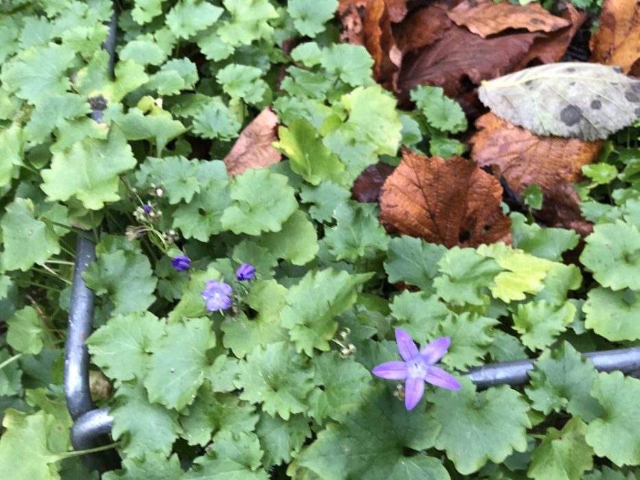 05 IMG_3663 december 2020, Campanula, klokke