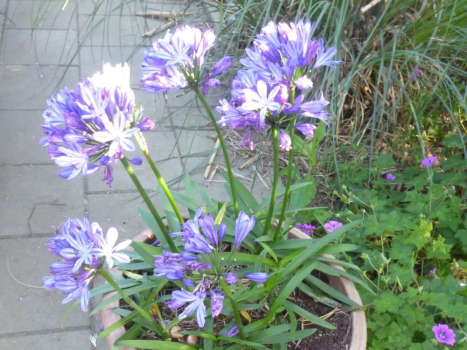 05 P1060834 september 2021, konsulenttur, krukke, Agapanthus, Staudeblomsten, HB 4 2021 (2)