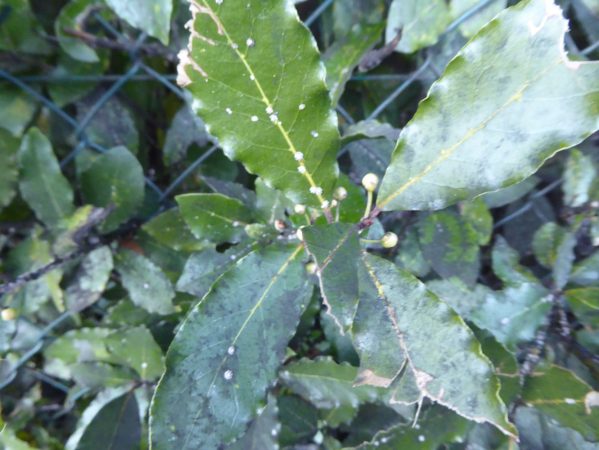 05 P1070797 januar 2024, Ciavenna, laurbær, evt. uldlus