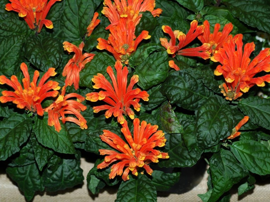 05 marts 2007 DSC_1700 marts 2007, Scutellaria, Lamiaceae, stueplanter, potteplanter