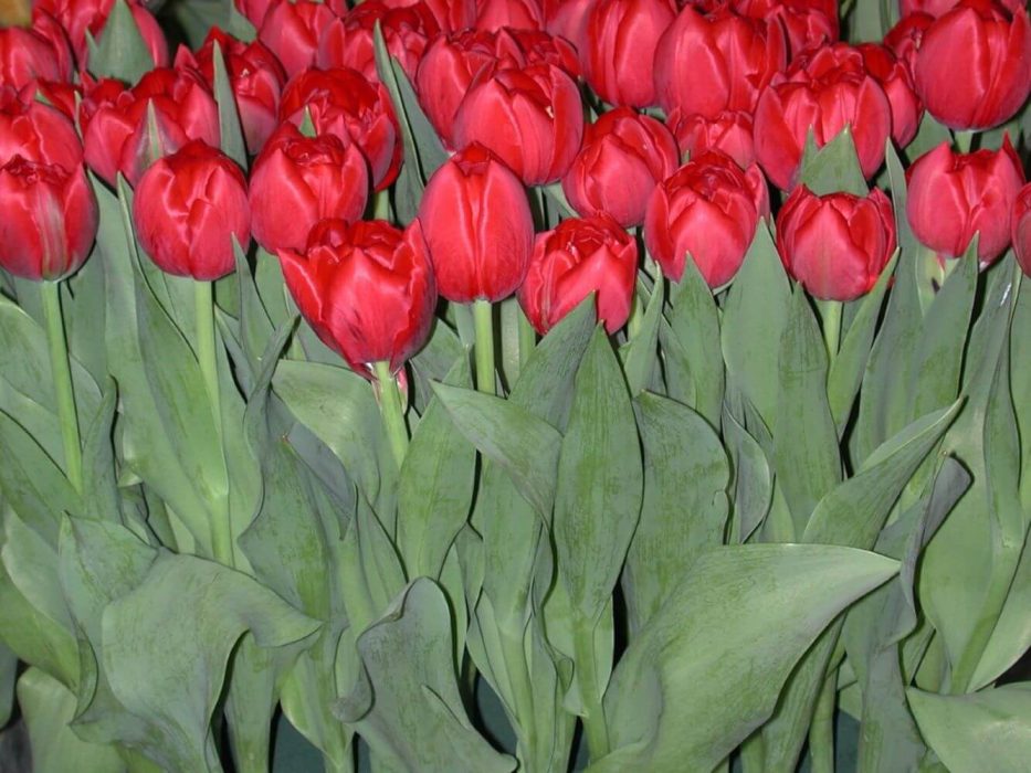 05 tulipaner