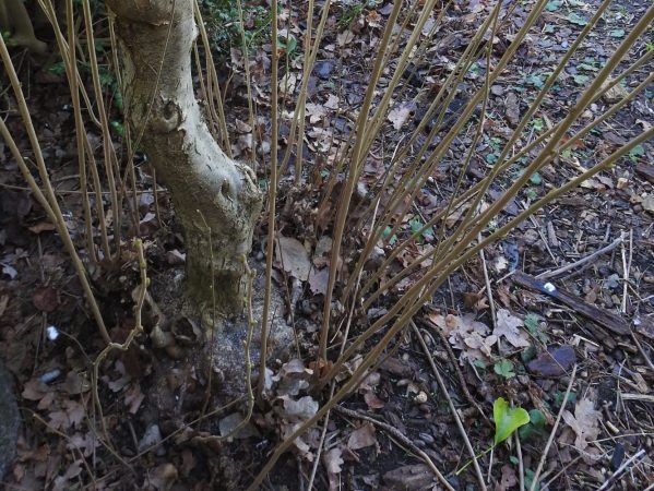 06 DSCN2493 februar 2019, vildskud, troldhassel