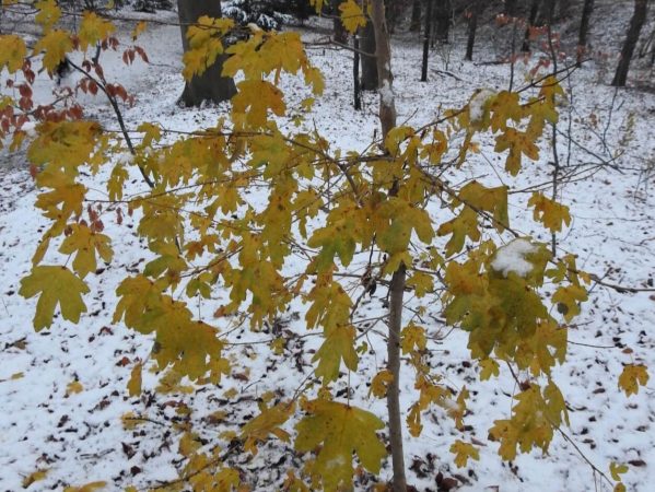 06 DSCN6083 Blade i december