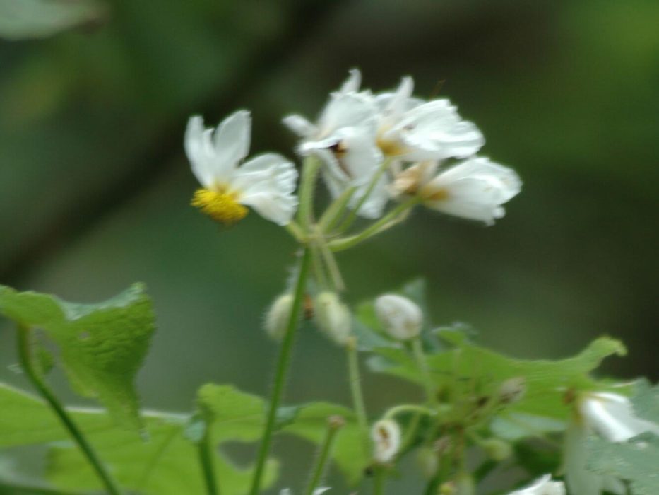06 DSC_0092 Sparmannia, september 2005, Sydafrika