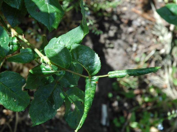 06 DSC_0530 juni 2006, rosenbladhveps