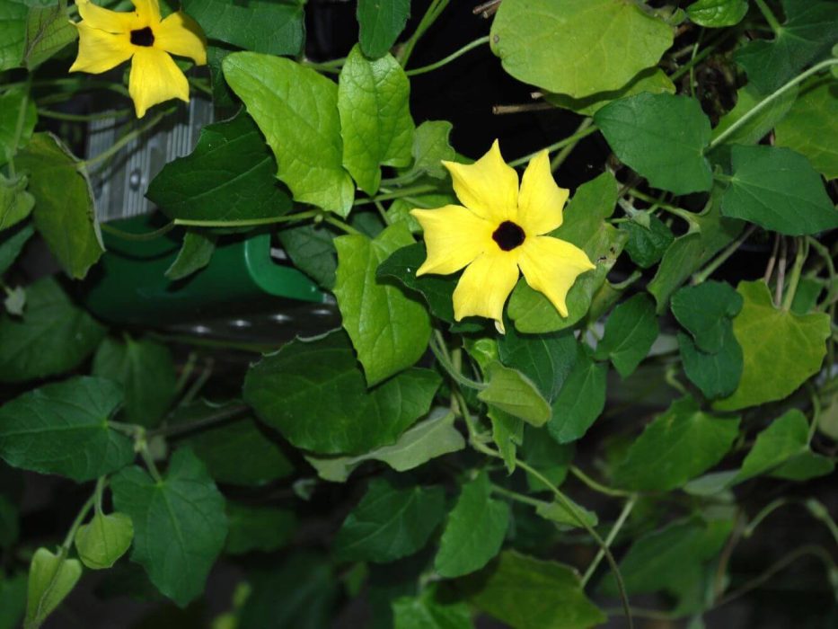 06 DSC_0666 december 2007, Thunbergia alata