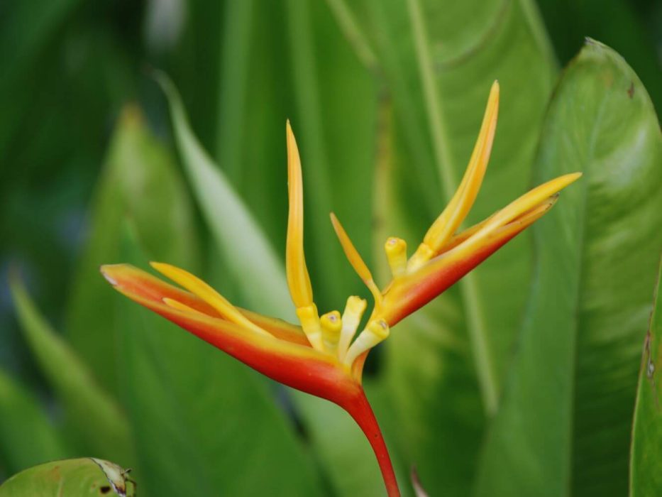 06 DSC_0790 januar 2008, Malaysia