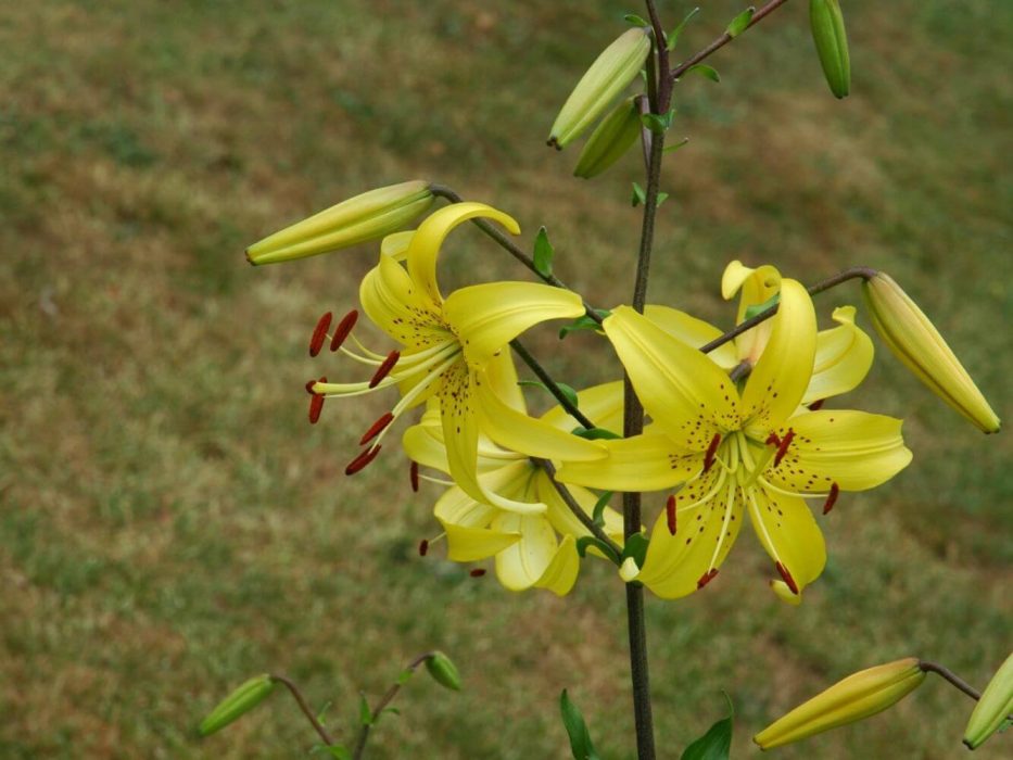 06 DSC_0914 august 2006, Lilium lancifolium, gul klon