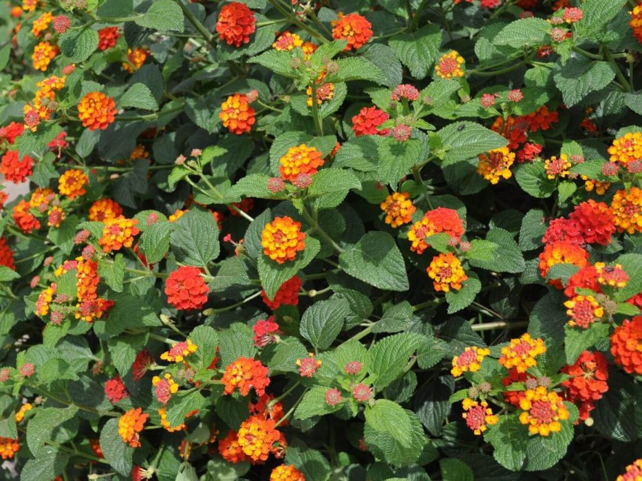 06 DSC_1209 april 2010, Lantana