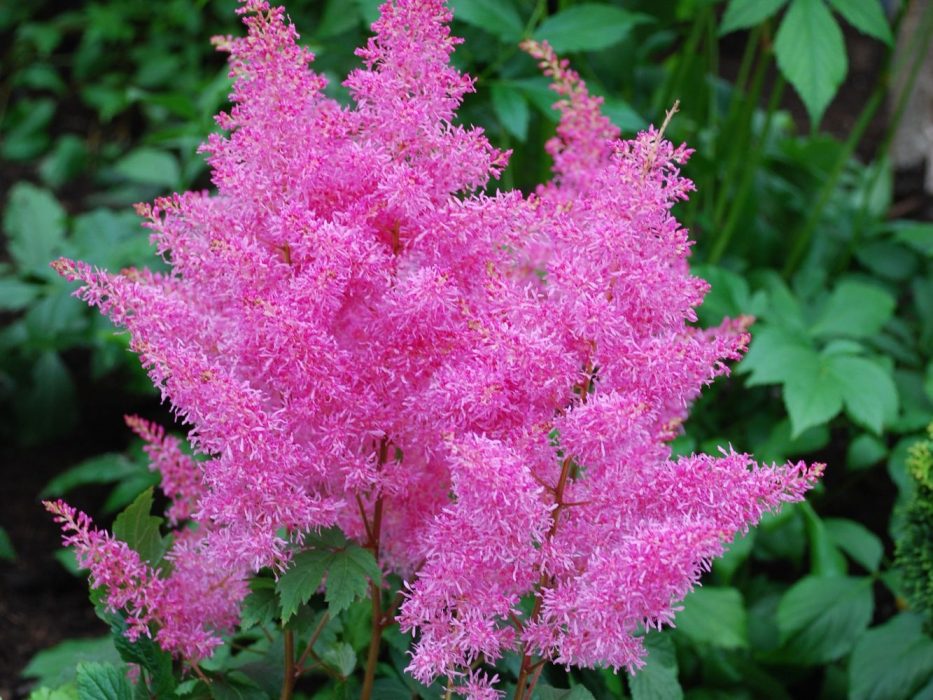 06 DSC_1657 Holland, Keukenhof, marts 2008, Astilbe Rhytm and Blues