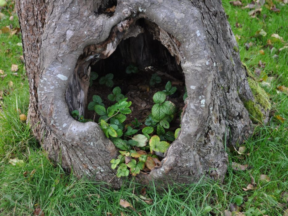 06 DSC_1668 oktober 2010, hult træ