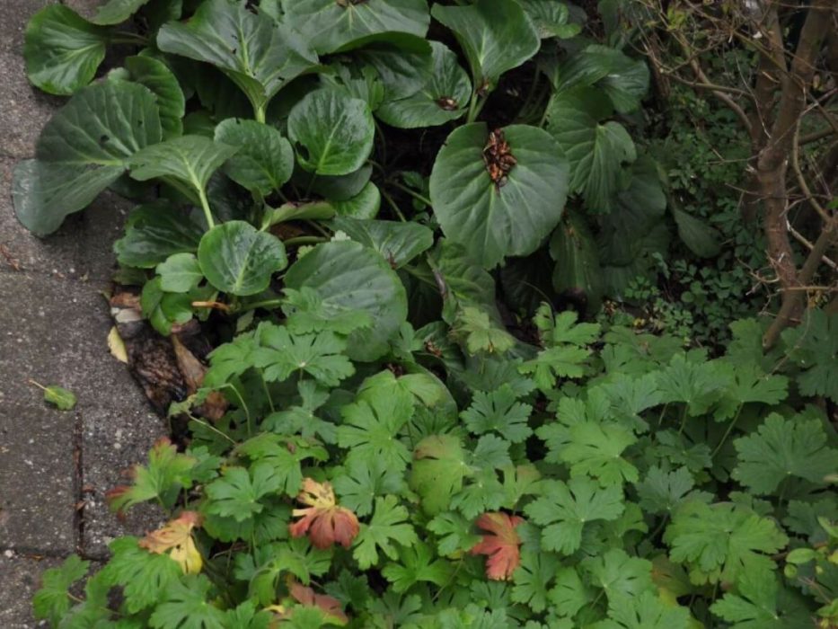 06 DSC_3024 oktober 2011, kæmpestenbræk, storkenæb