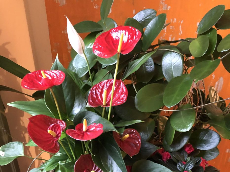 06 IMG_3668 december 2020, plantekrukke, Anthurium, Azalea, fredslilje, duftranke,