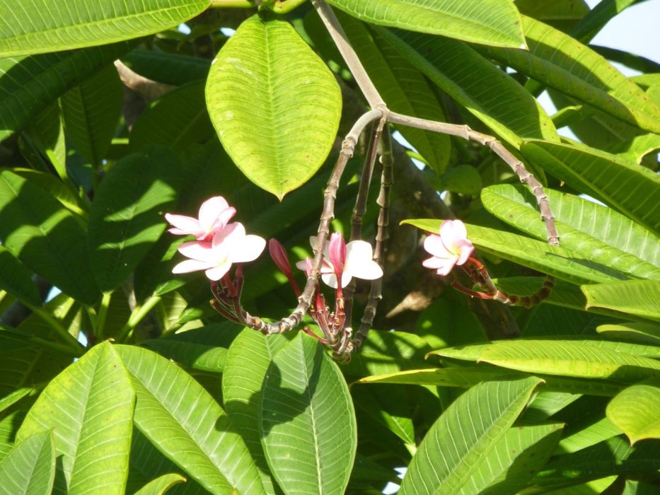 06 P1070213 januar 2014, Puerto Rico, frangipani