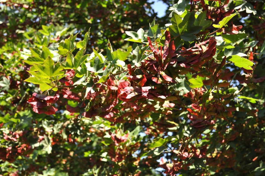 07 Acer campestre Red Shine