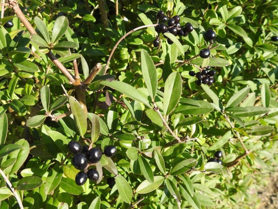 07 DSCN0008 oktober 2018, Ejby Sommerby, liguster, Ligustrum, frugter