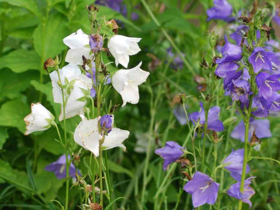 07 DSC_0047 Juni 2007, Campanula persicifolia