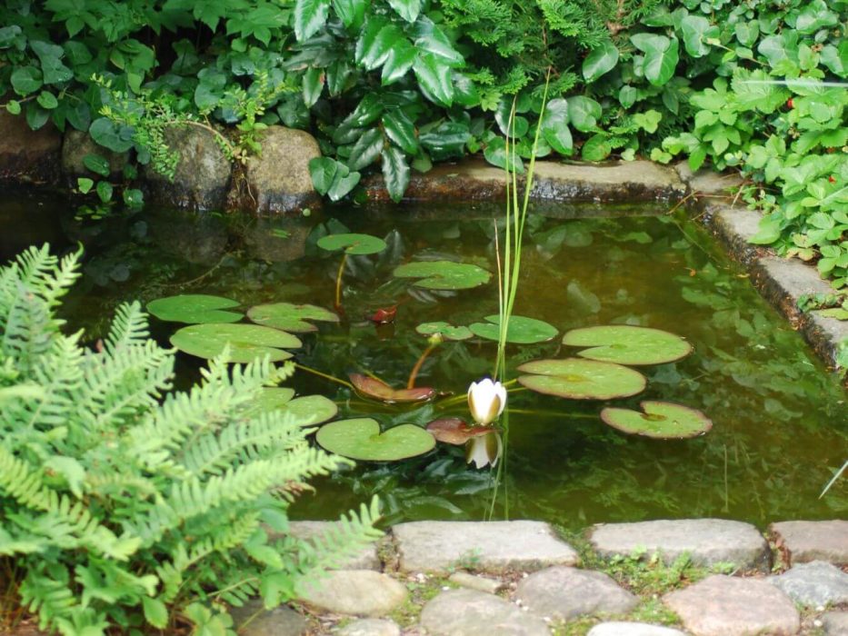 07 DSC_0092 Juni 2007, kolonihave