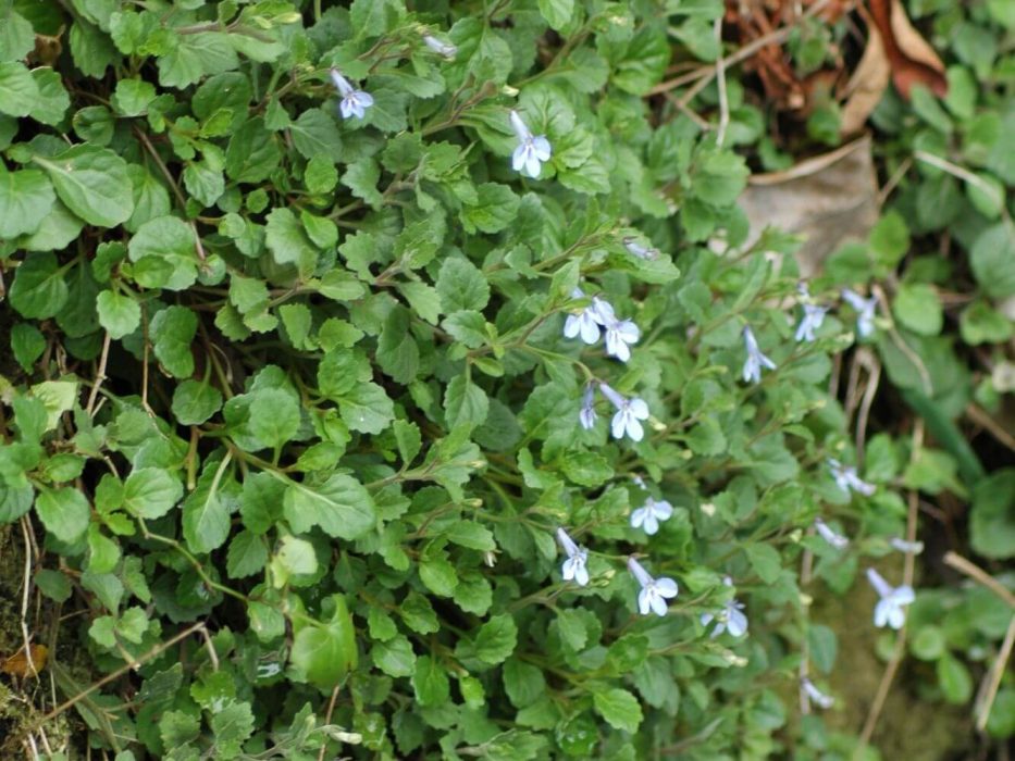 07 DSC_0097 Lobelia, september 2005, Sydafrika
