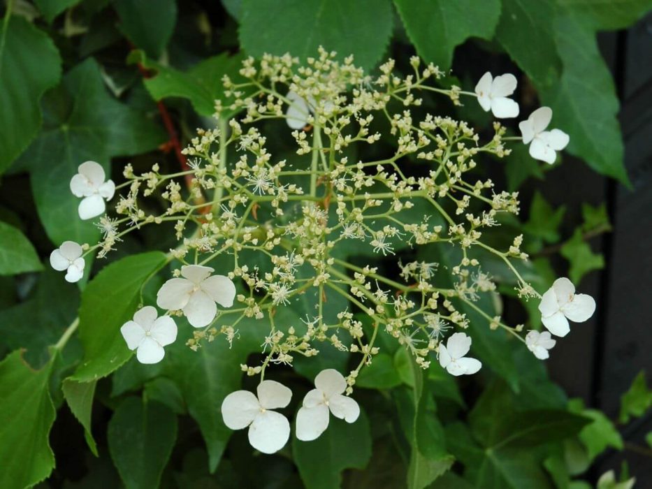 07 DSC_0565 juli 2006 klatrehortensie, Hydrangea anomala ssp. petiolaris