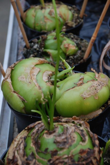 07 DSC_0668 december 2007, Bowiea Inger Hansen