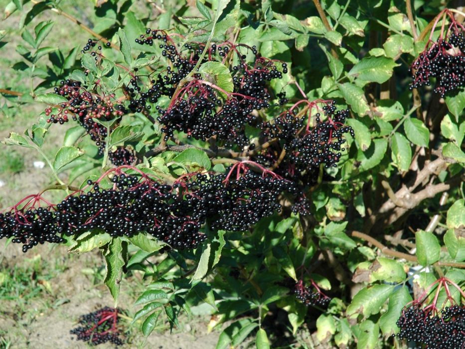 07 DSC_1219