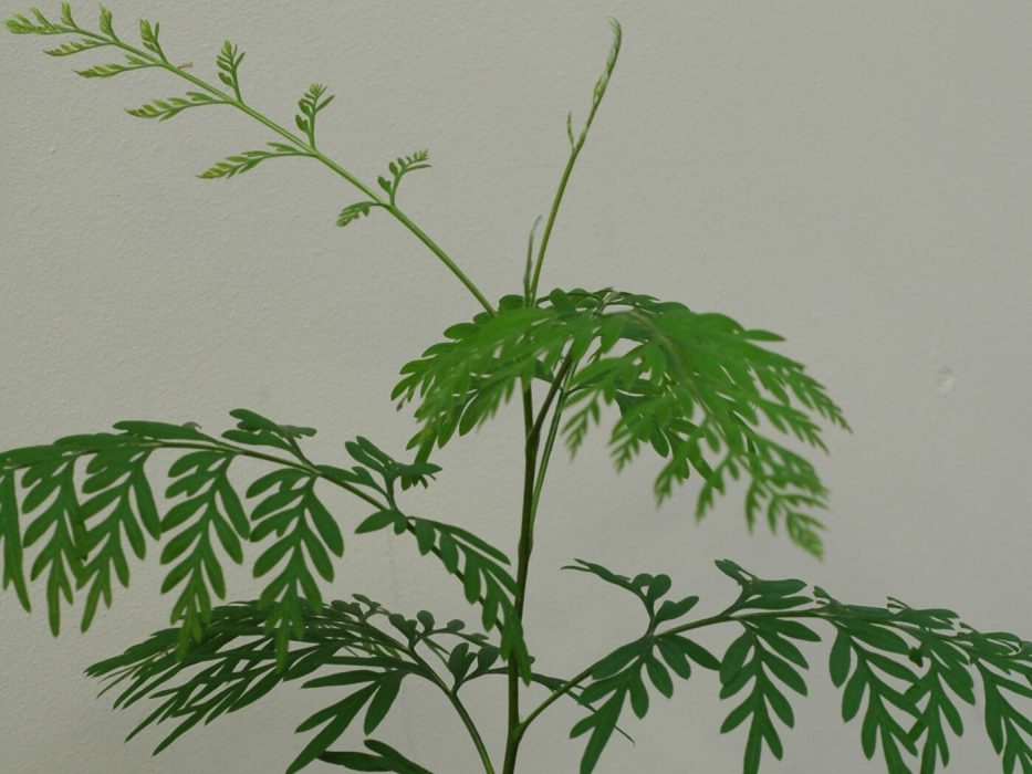 07 DSC_1544 Oktober 2006, Grevillea robusta